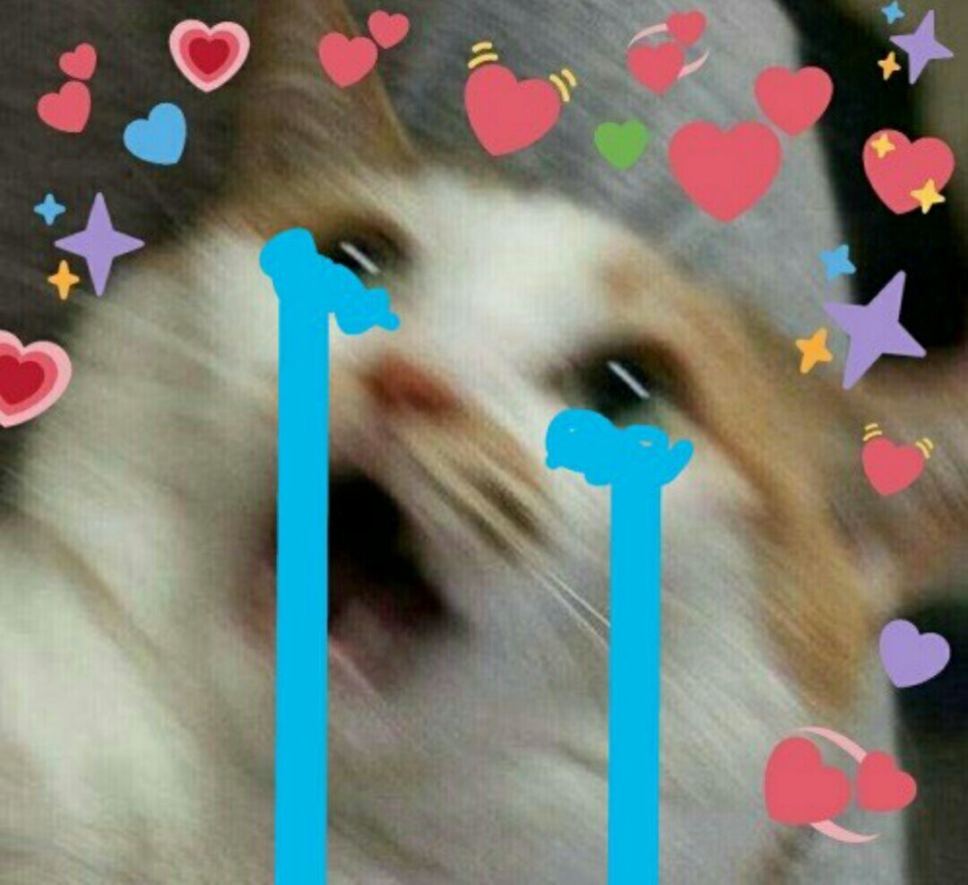 Плачущий котик с сердечками