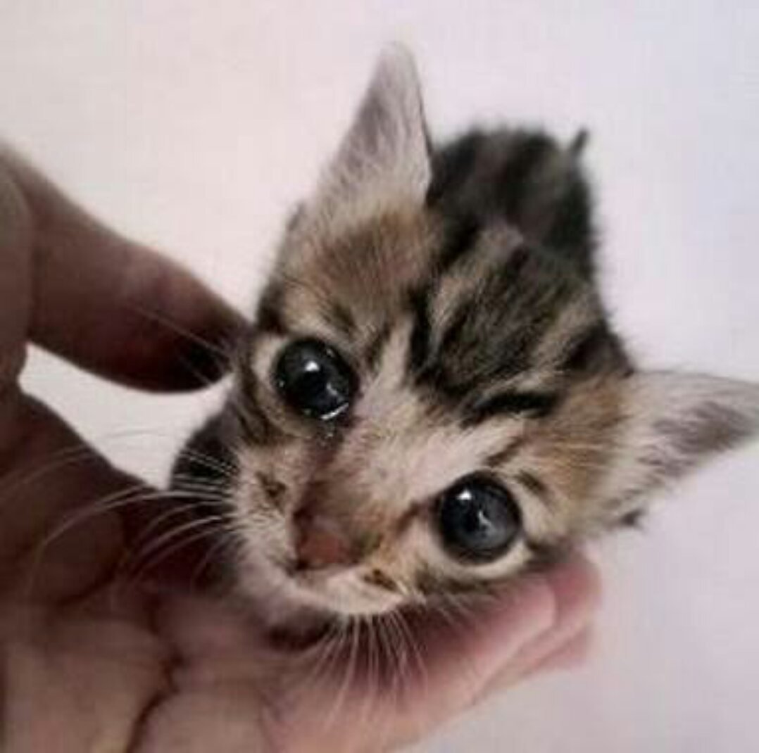 Покажи милых котят пожалуйста