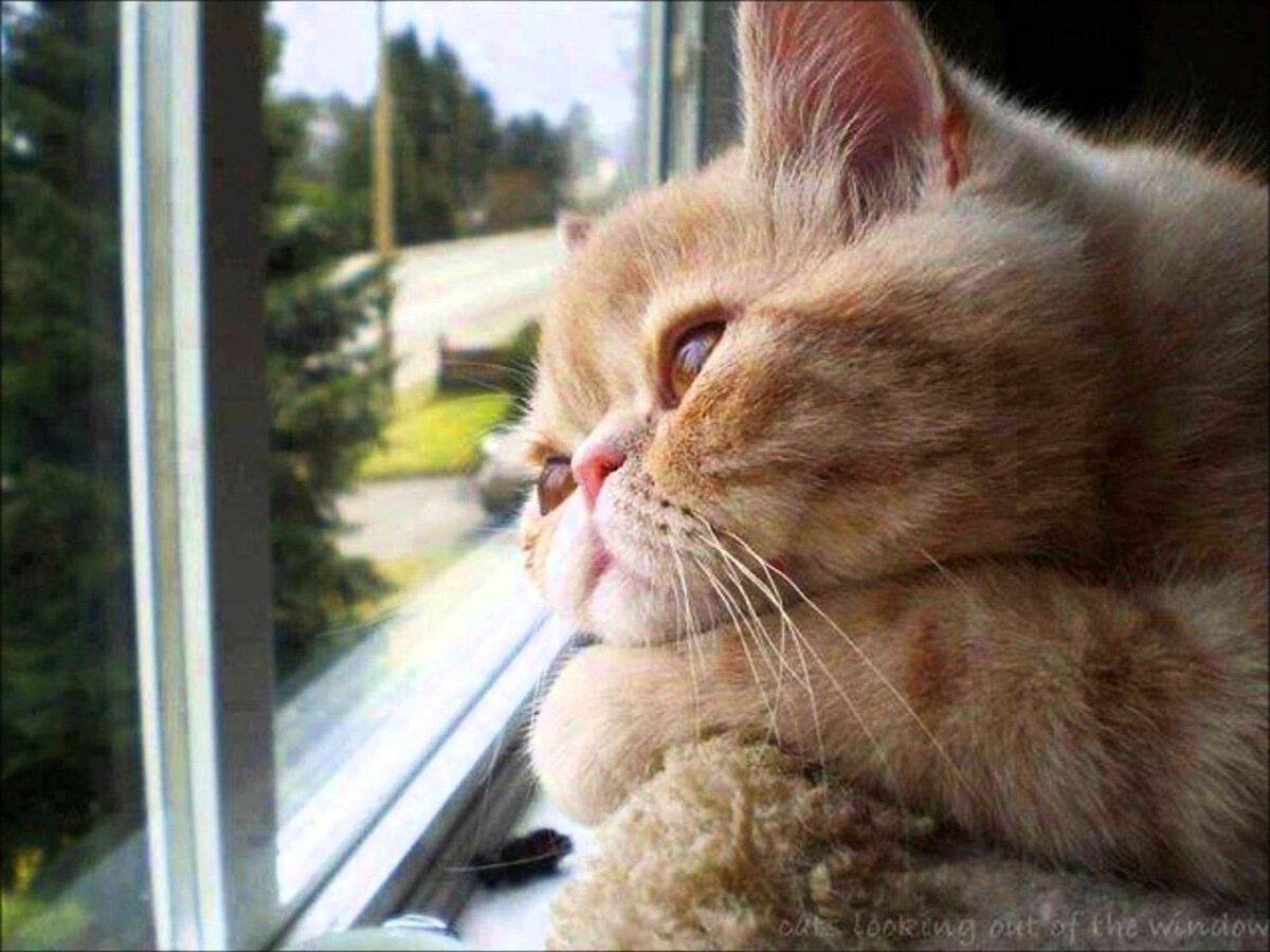 Кот скучает
