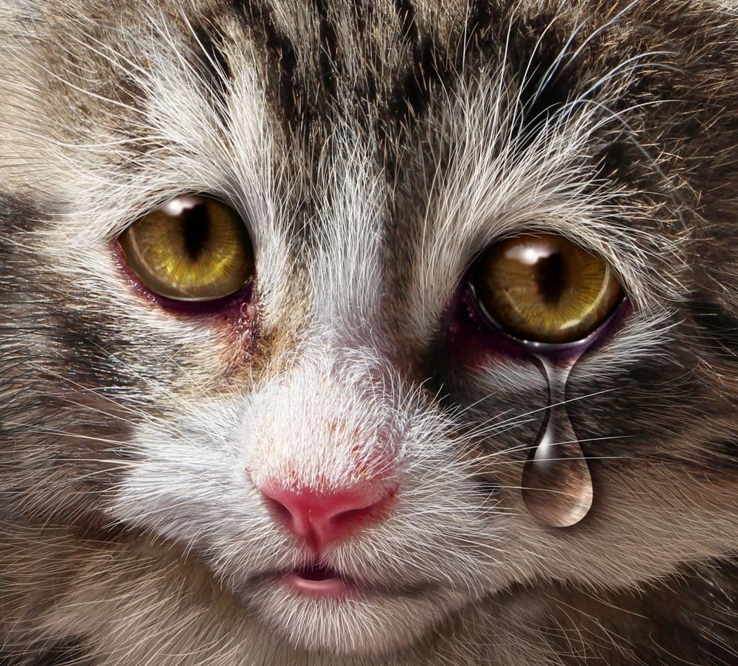 Игорь Мазунин уродливый кот