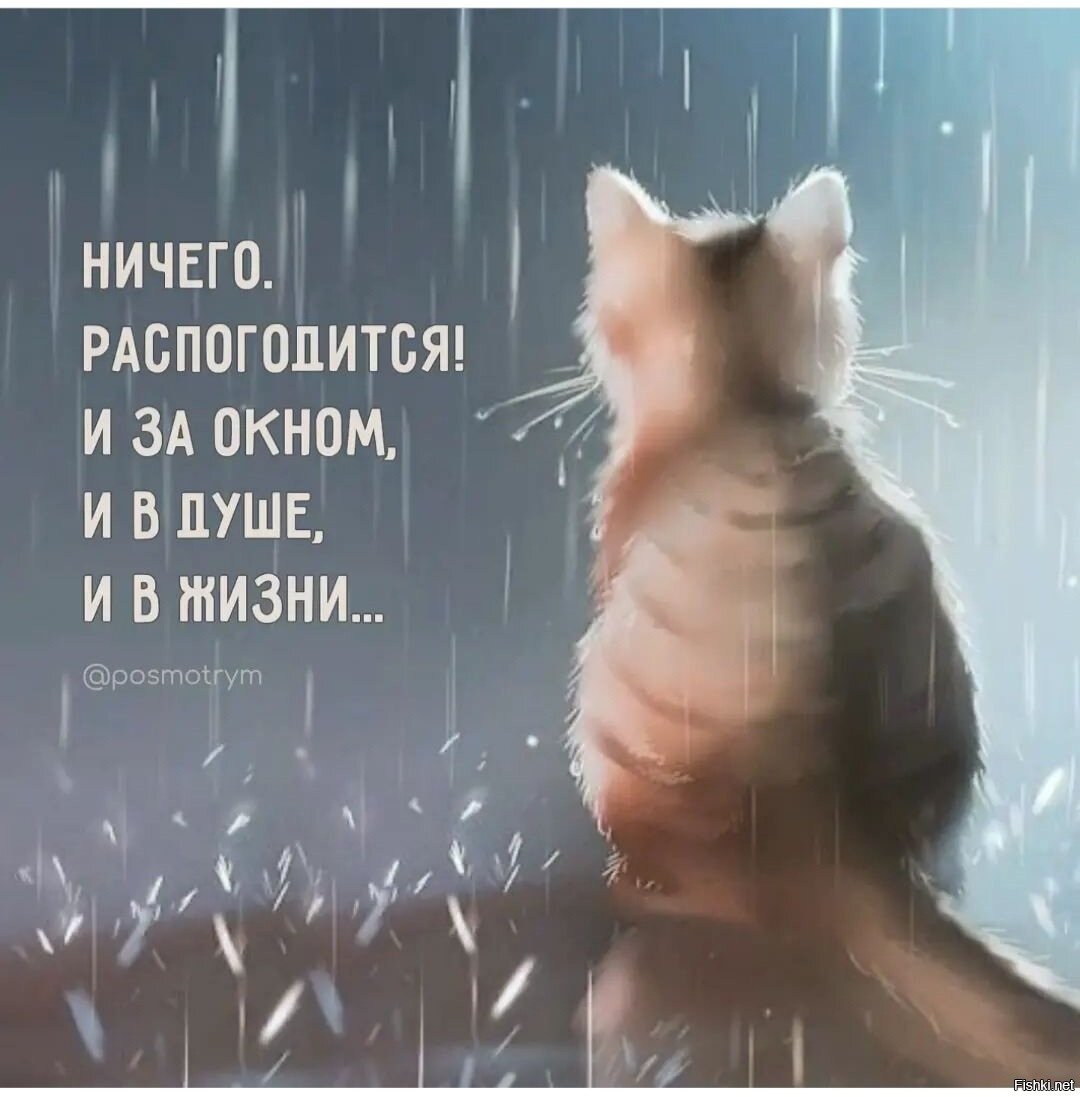 Грустный котик