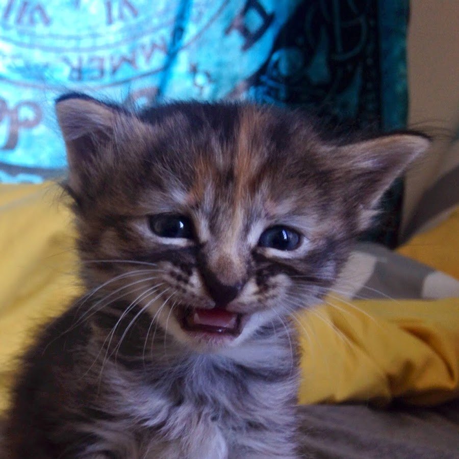 Печальный кот