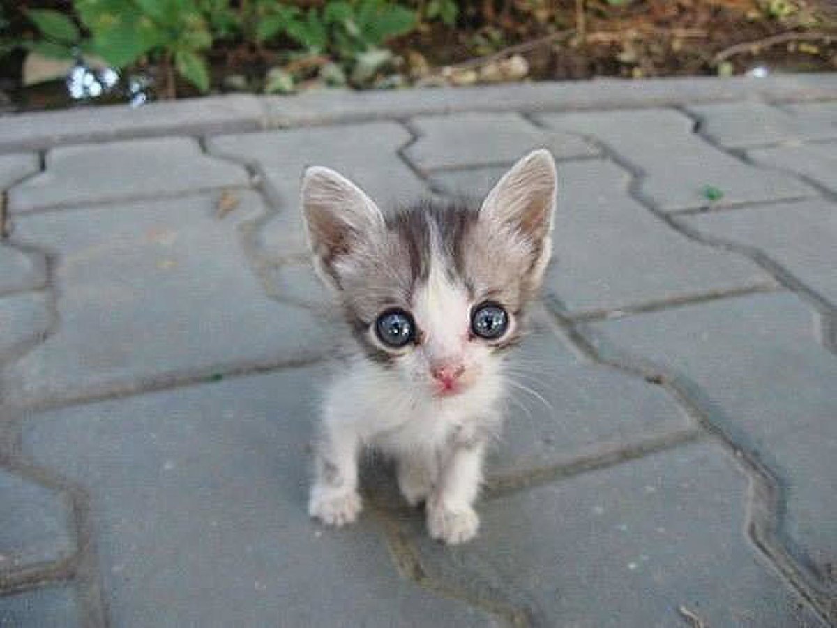 Маленький котенок уличный