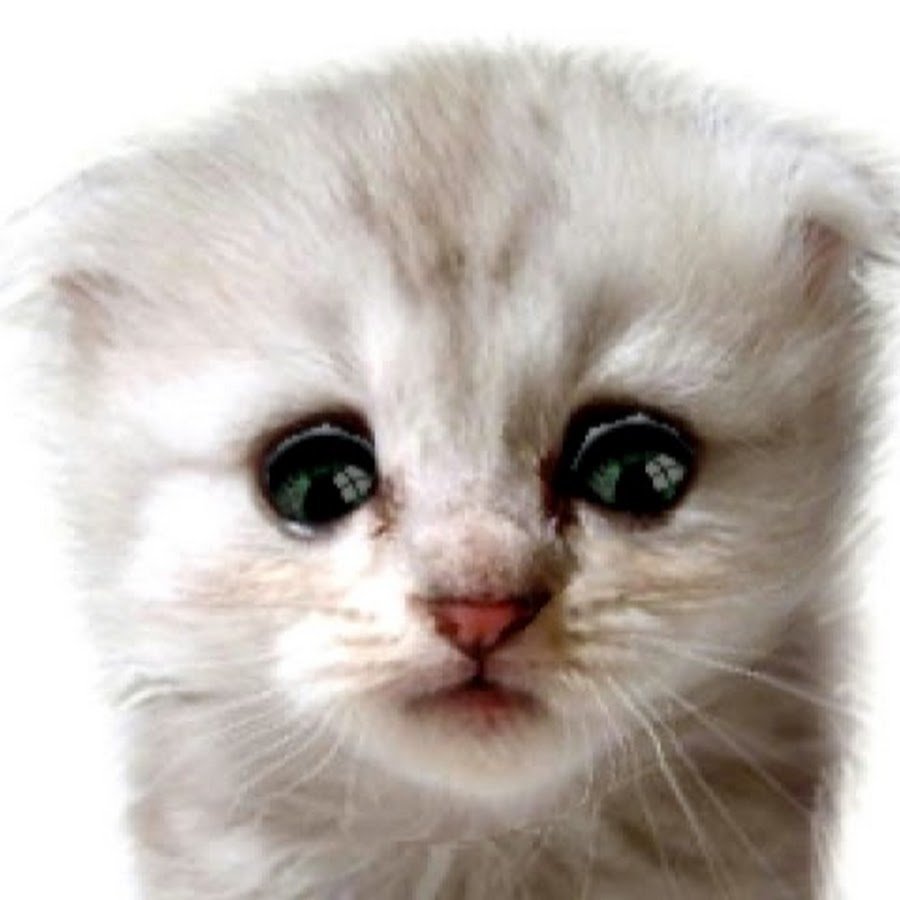 Котик плачет