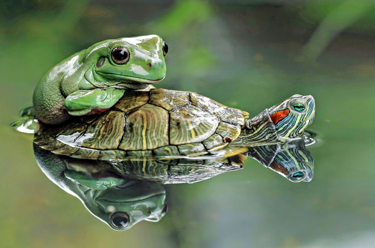 Красноухая лягушка