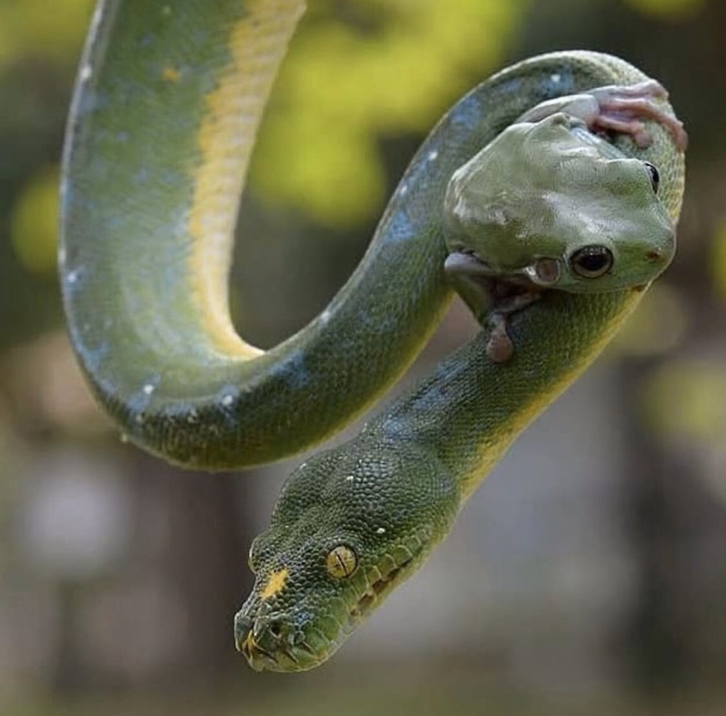 Жаба и гадюка Мем