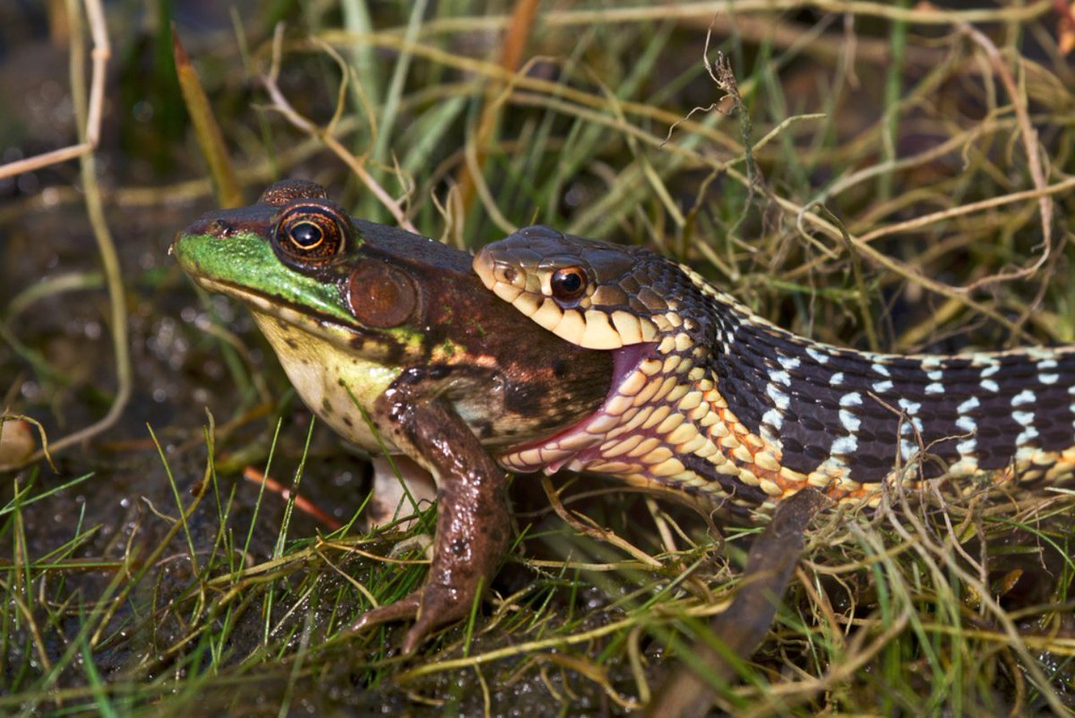 Лягушки на змее