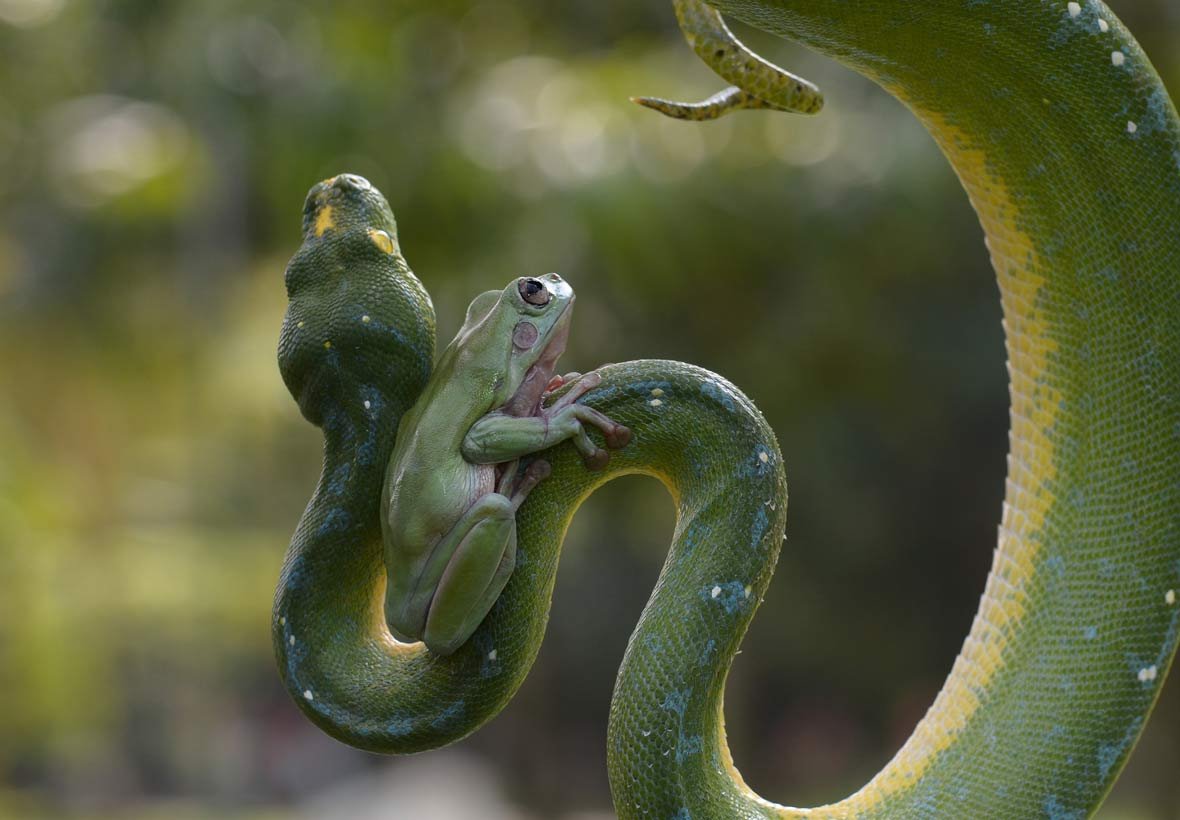 Рисовать земноводных