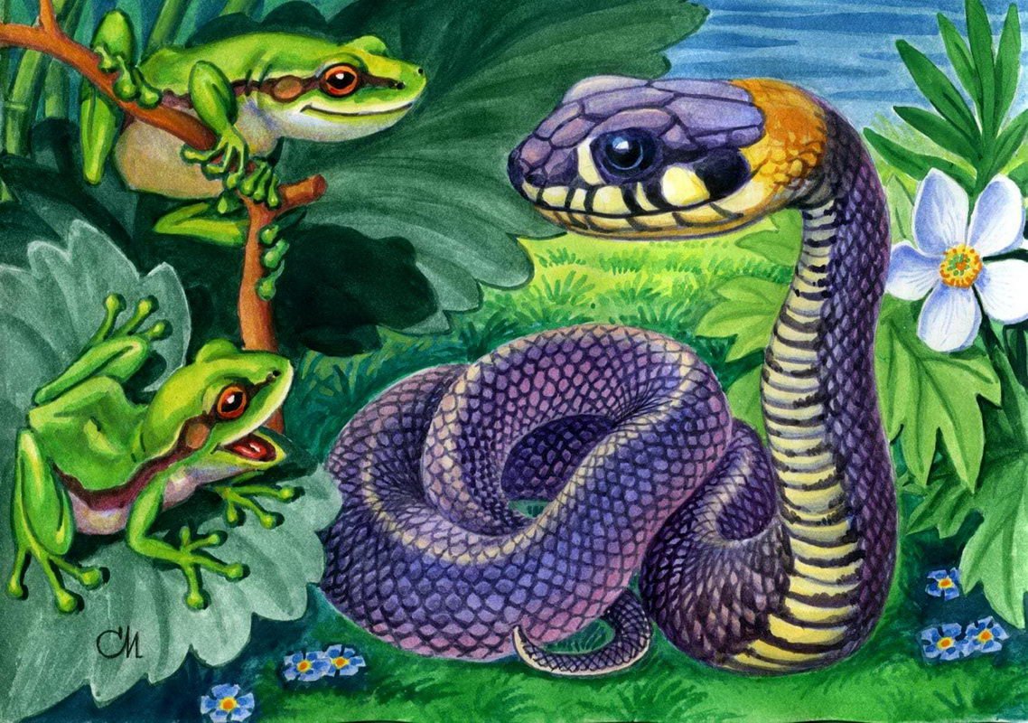 Змеи иллюстрации