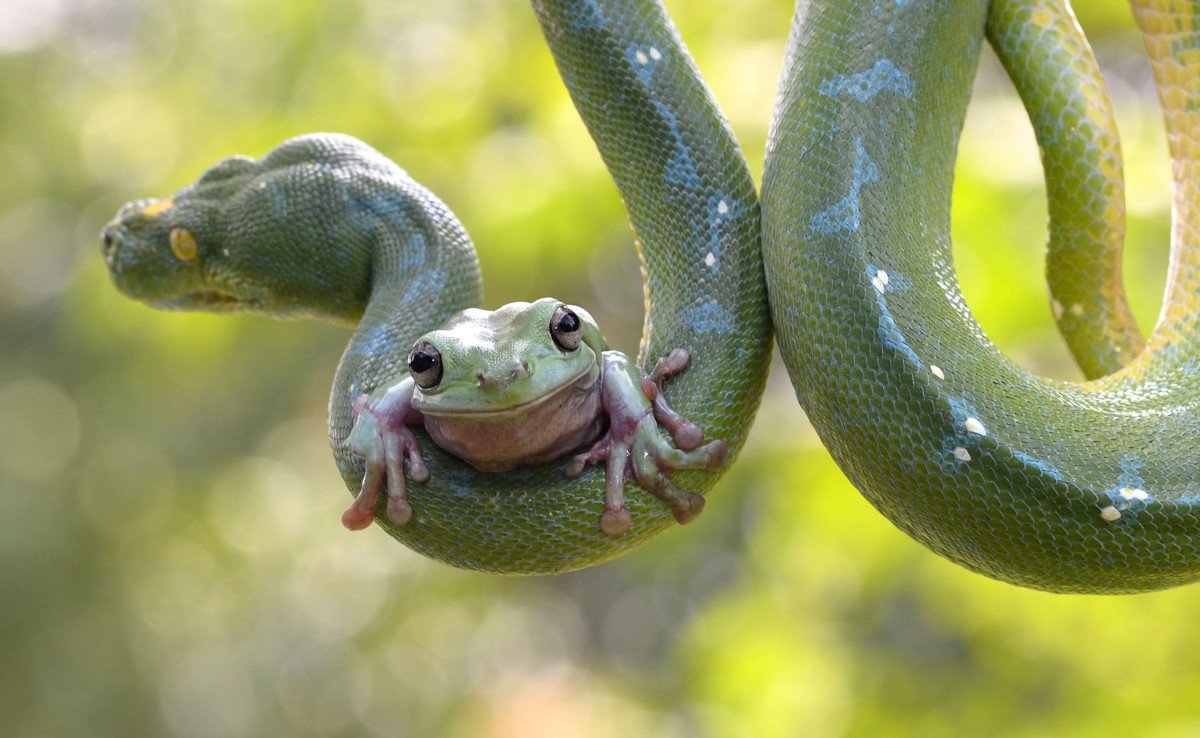 Холоднокровные змеи