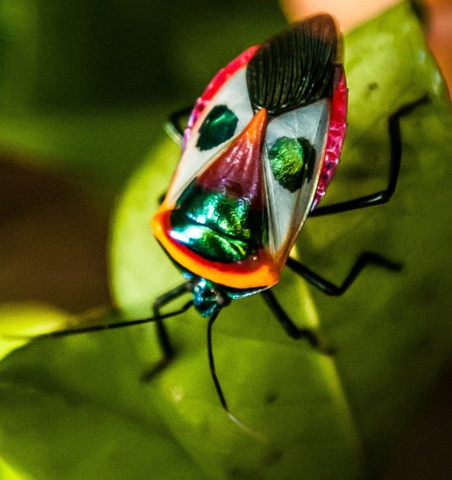 Радужные насекомые