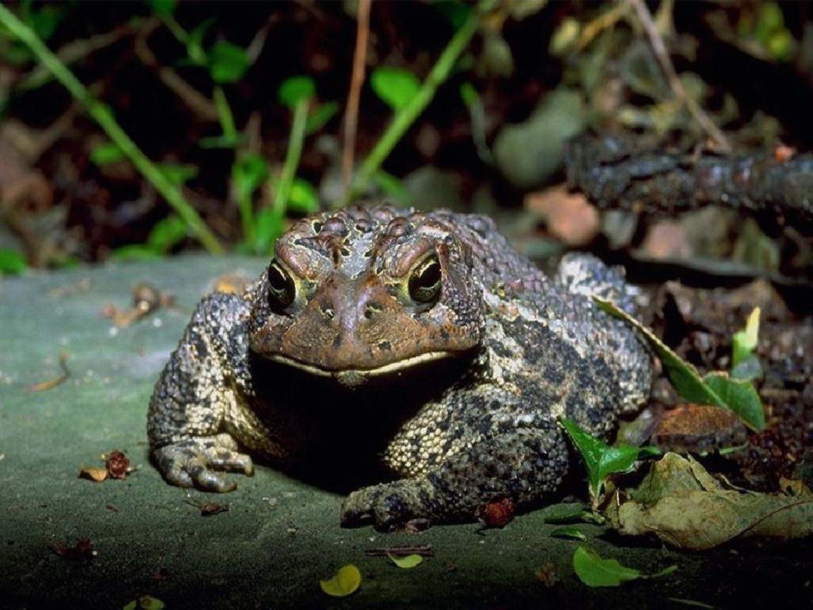 Шишкоголовая жаба