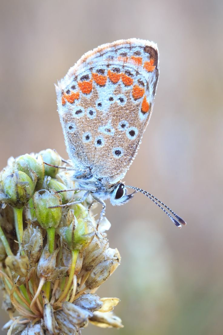 Самые красивые насекомые