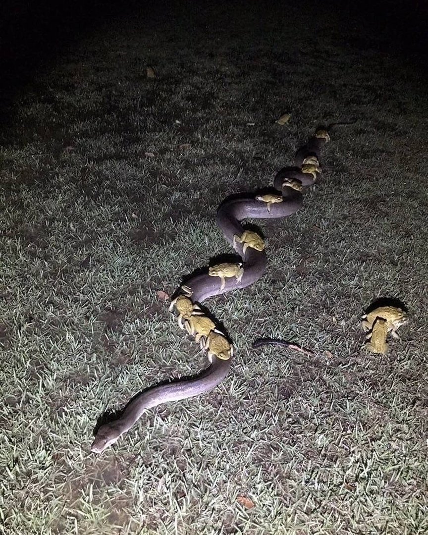 Жаба и гадюка