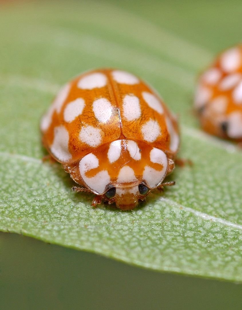 Божья коровка альбинос