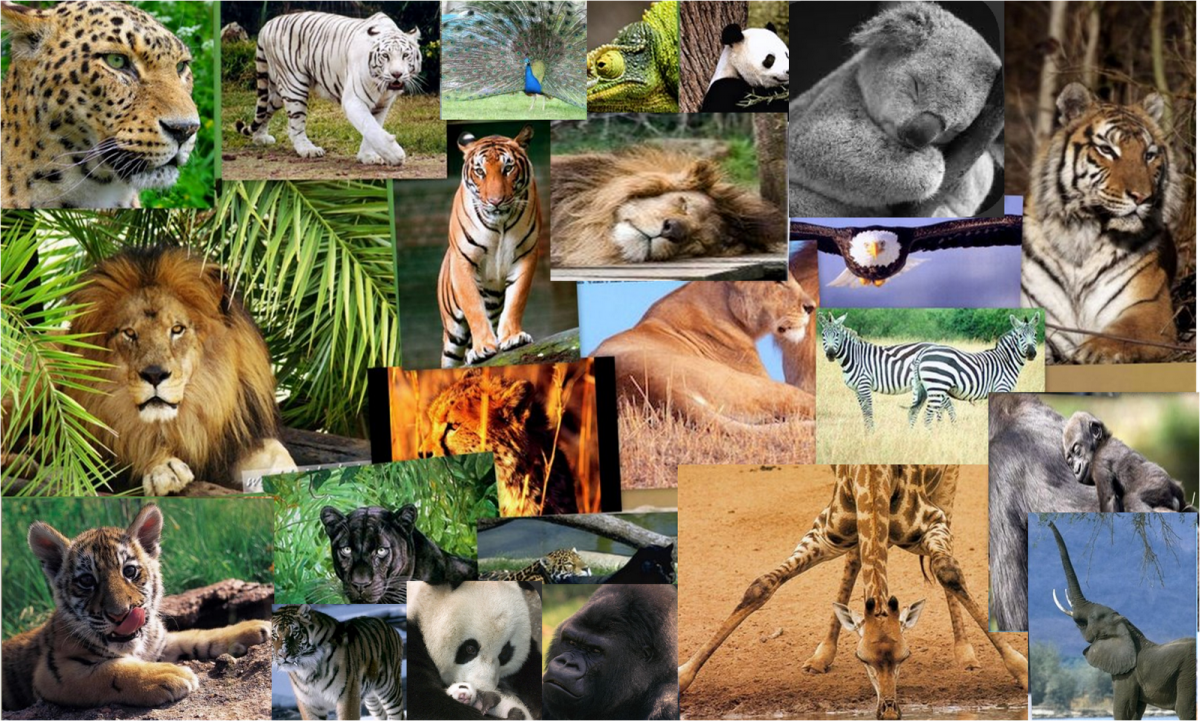 Выбрать из всего разнообразия. Животные коллаж. Млекопитающие коллаж. Много видов животных. Разнообразие видов животных.