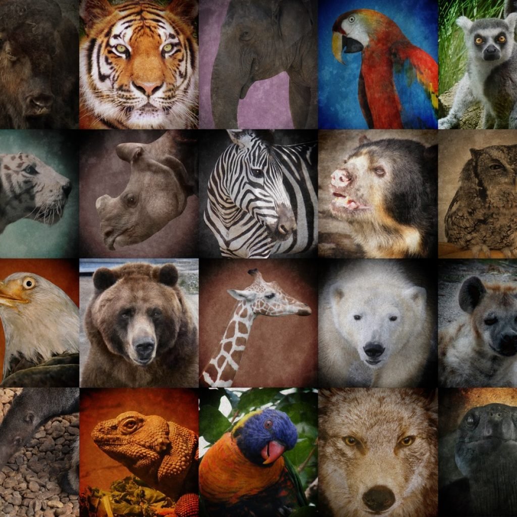Животные коллаж