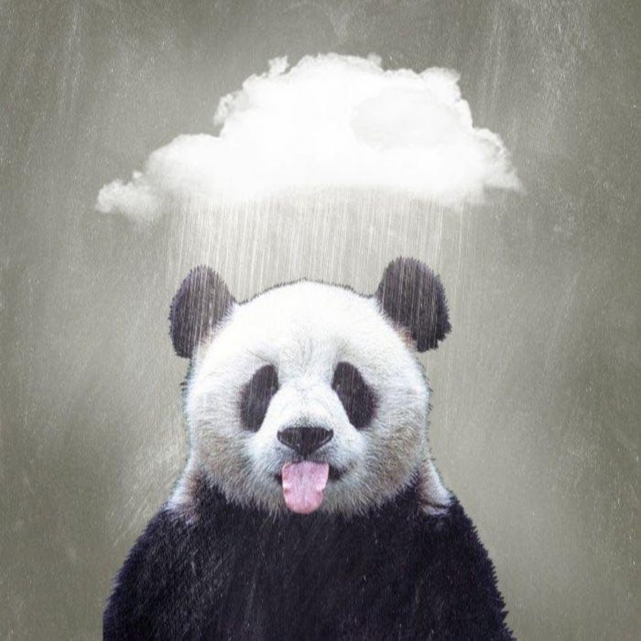 Панда фото