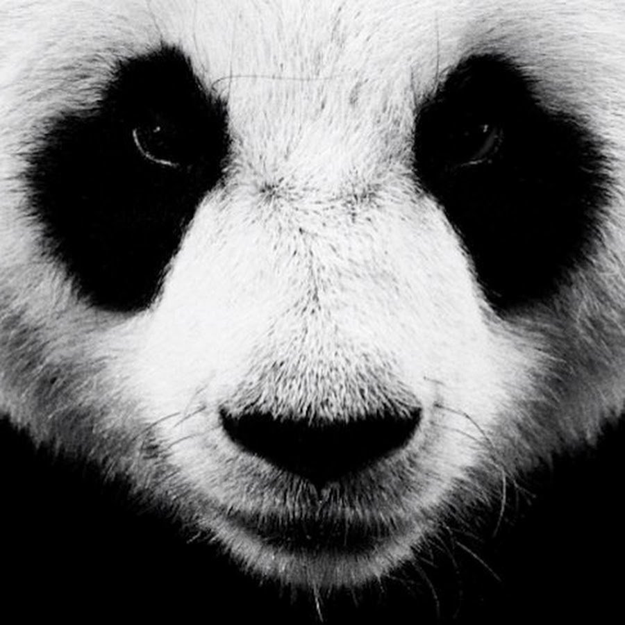 Панда для срисовки