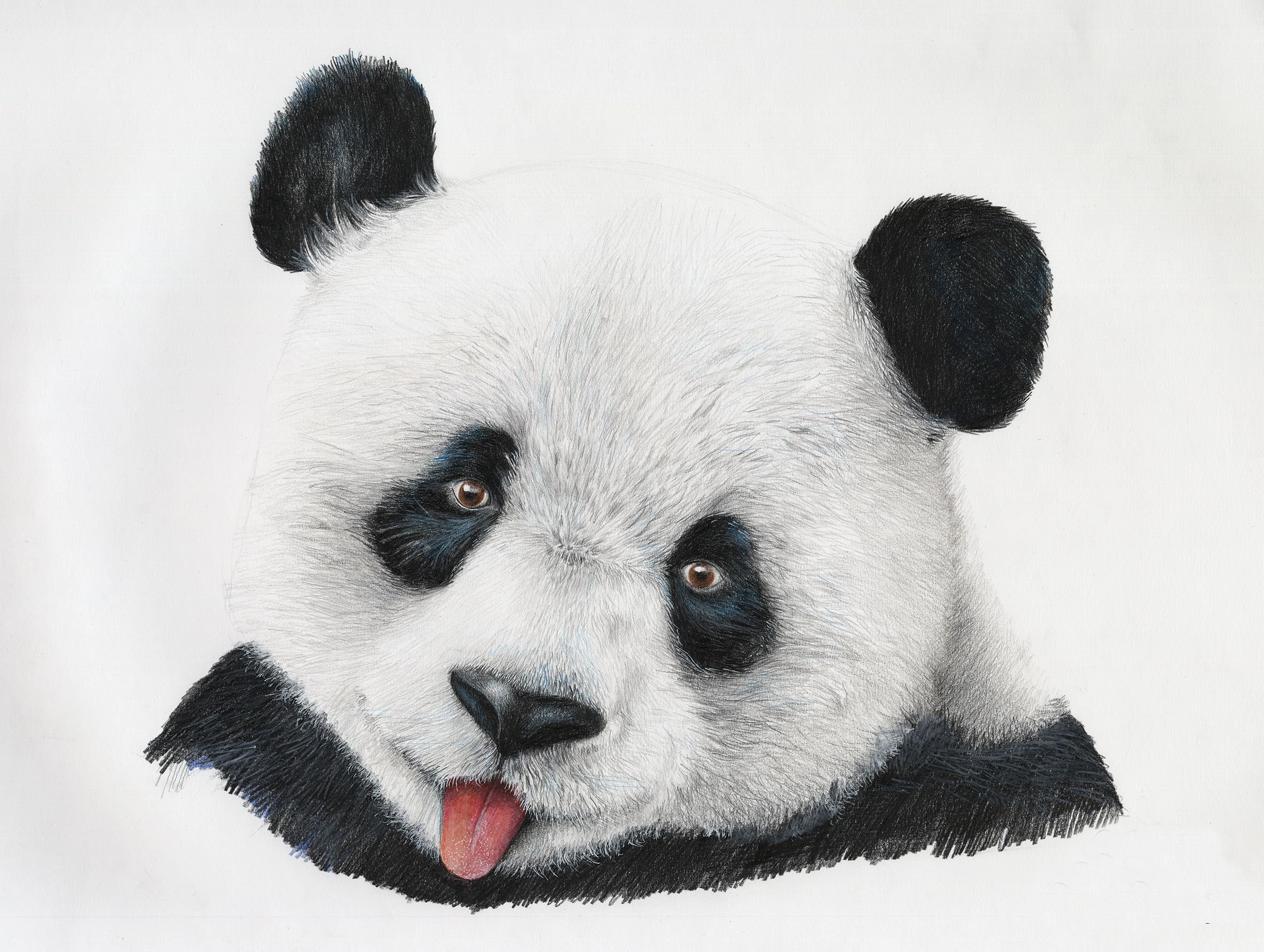 Пандочка блоггер. Морда панды. Панда рисунок. Панда портрет. Лицо панды.