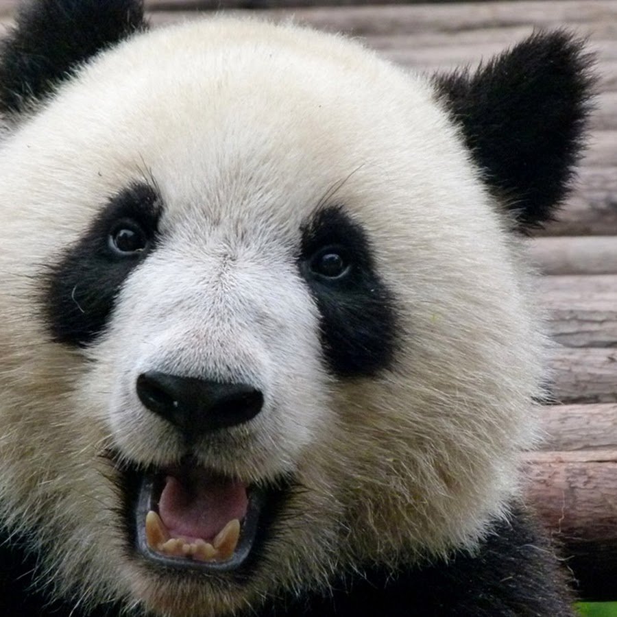 Брутальная Панда