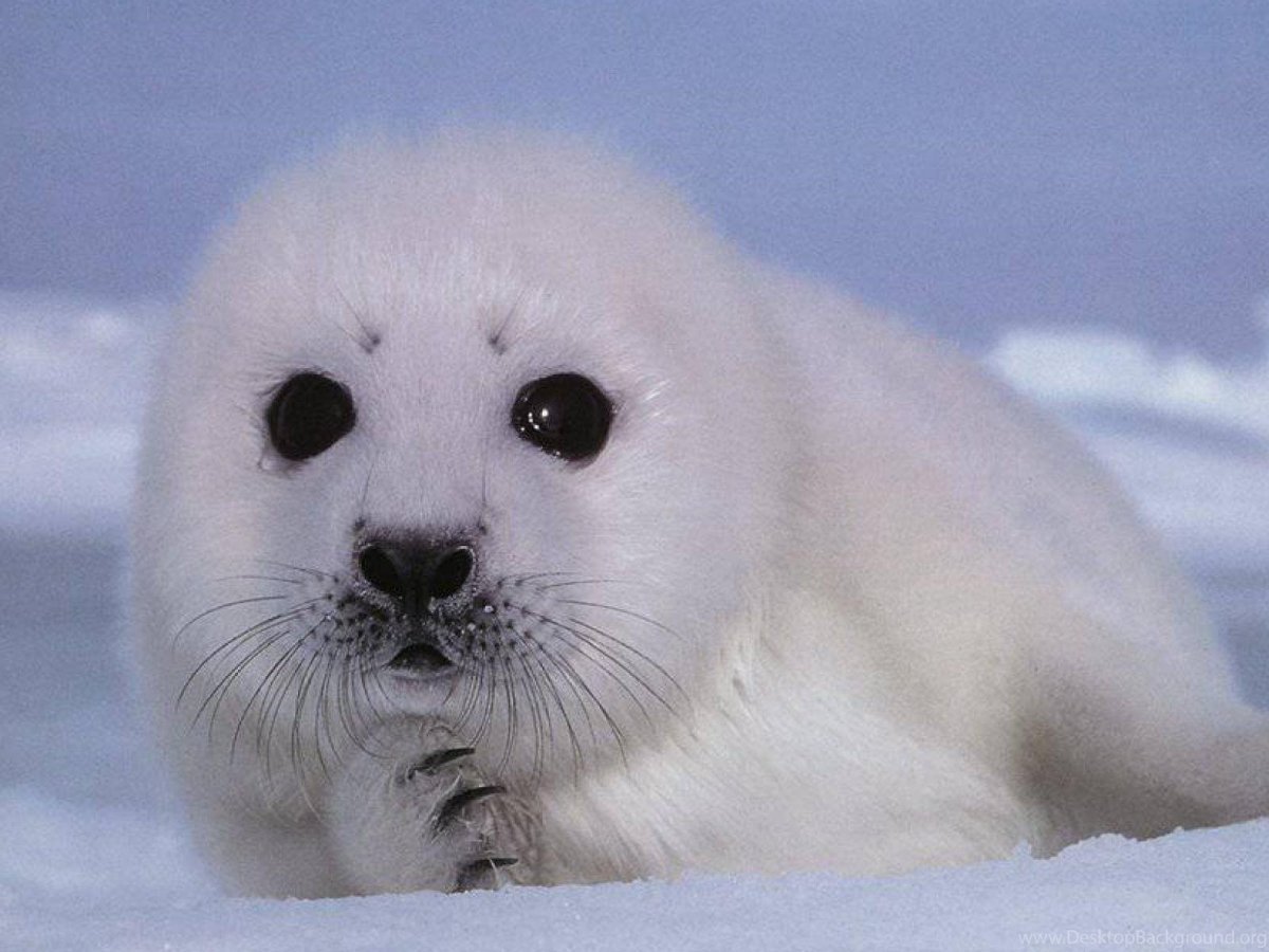 Белёк новорожденный