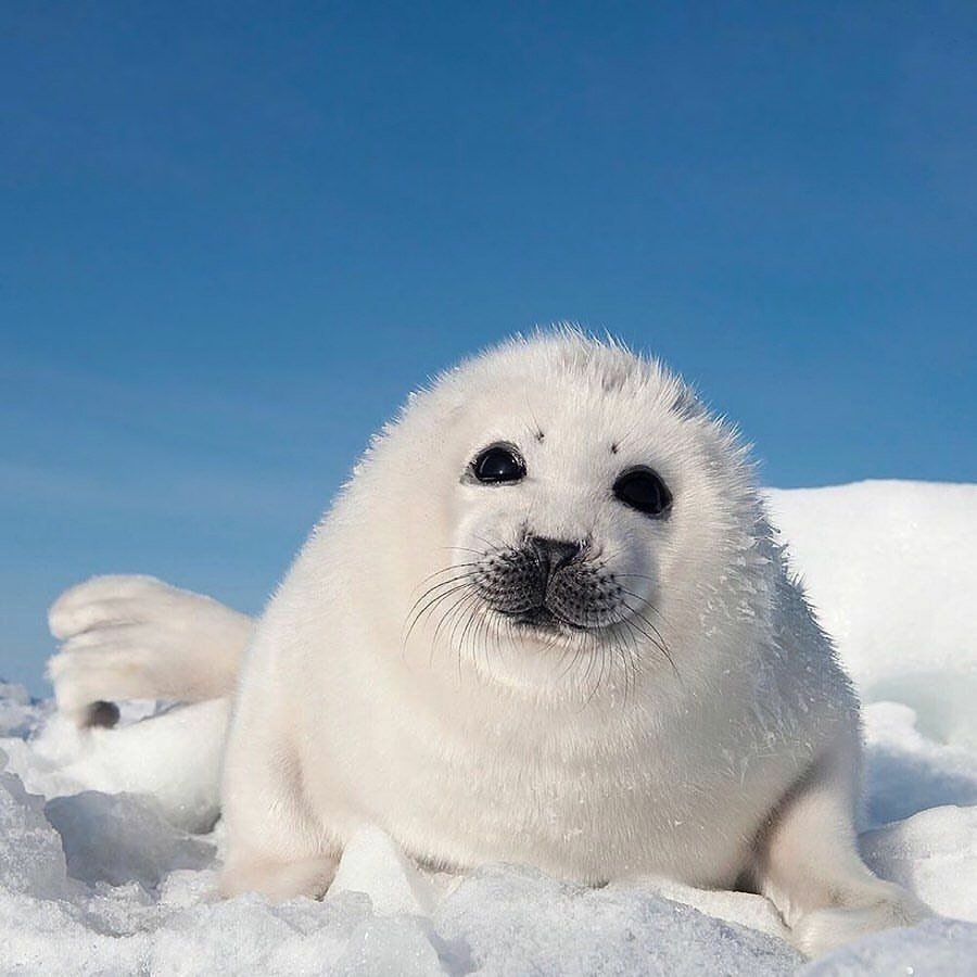 Байкальская Нерпа Белек