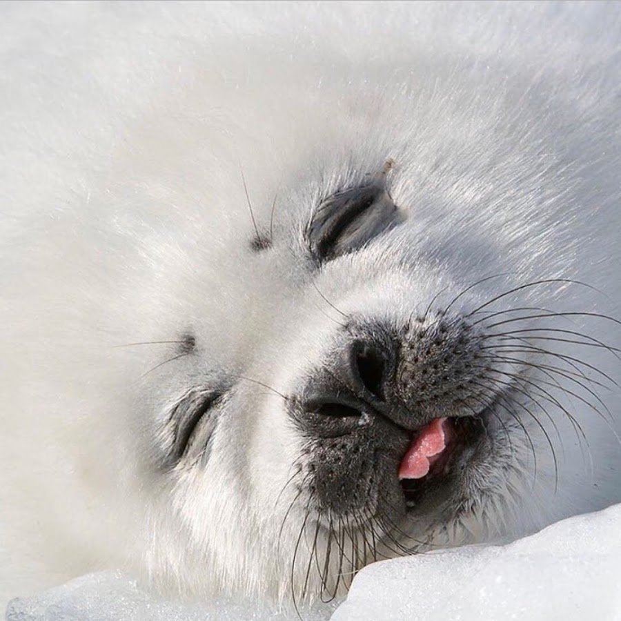 Байкальская Нерпа Белек