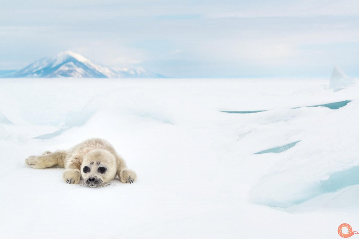 Байкальская Нерпа Белек