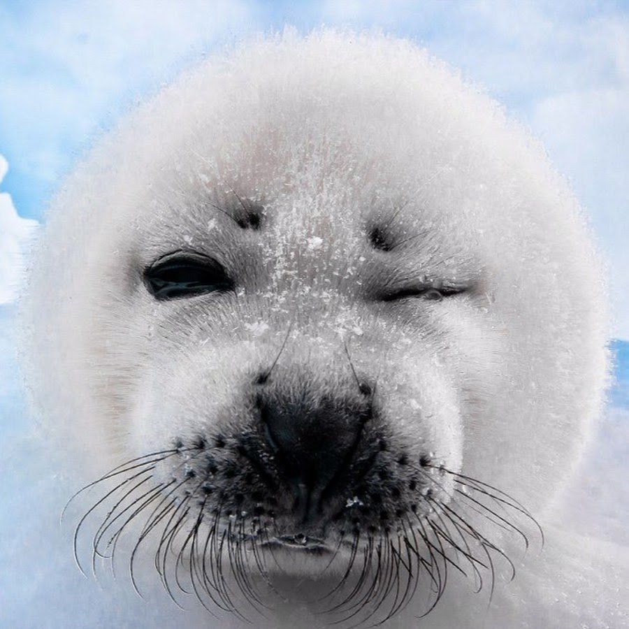 Толстый Белек