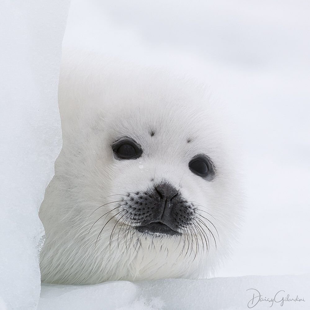 Белек гренландского тюленя