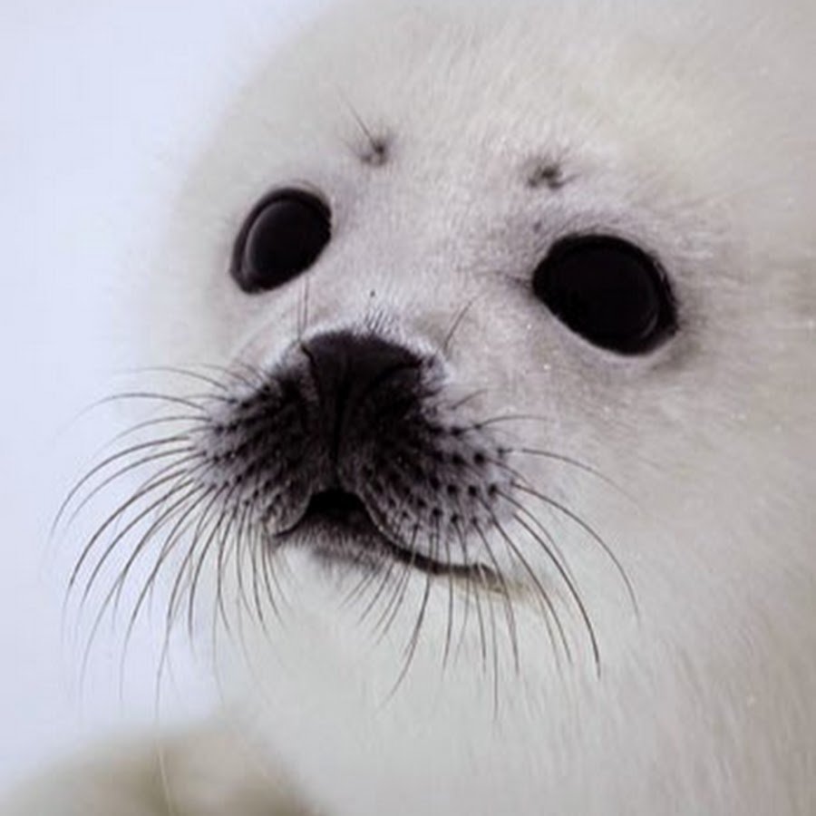 Нерпа белая Байкал