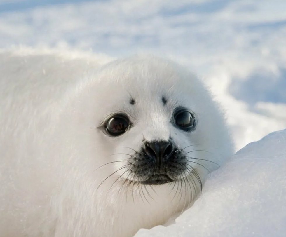 Беляк тюлень