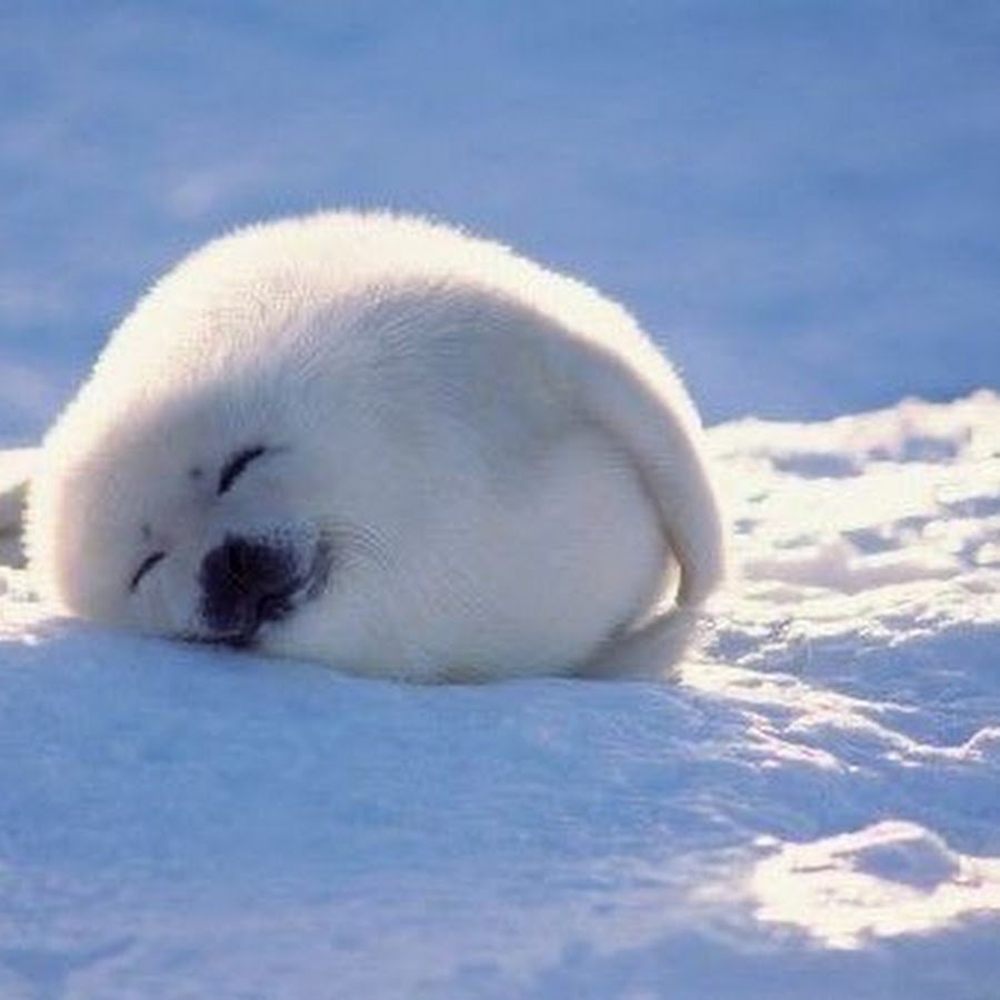 Белёк детеныш нерпы