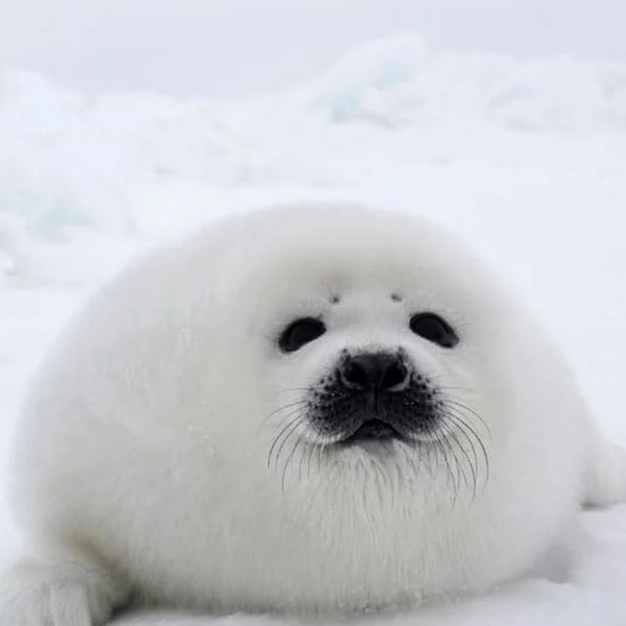 Байкальские нерпы милые