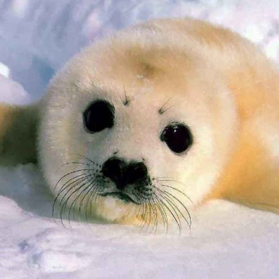 Нерпа Северная