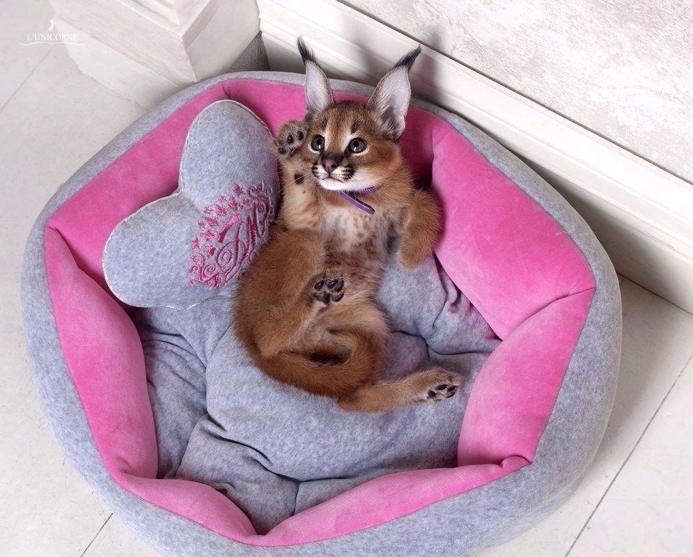 Каракал, пустынная Рысь