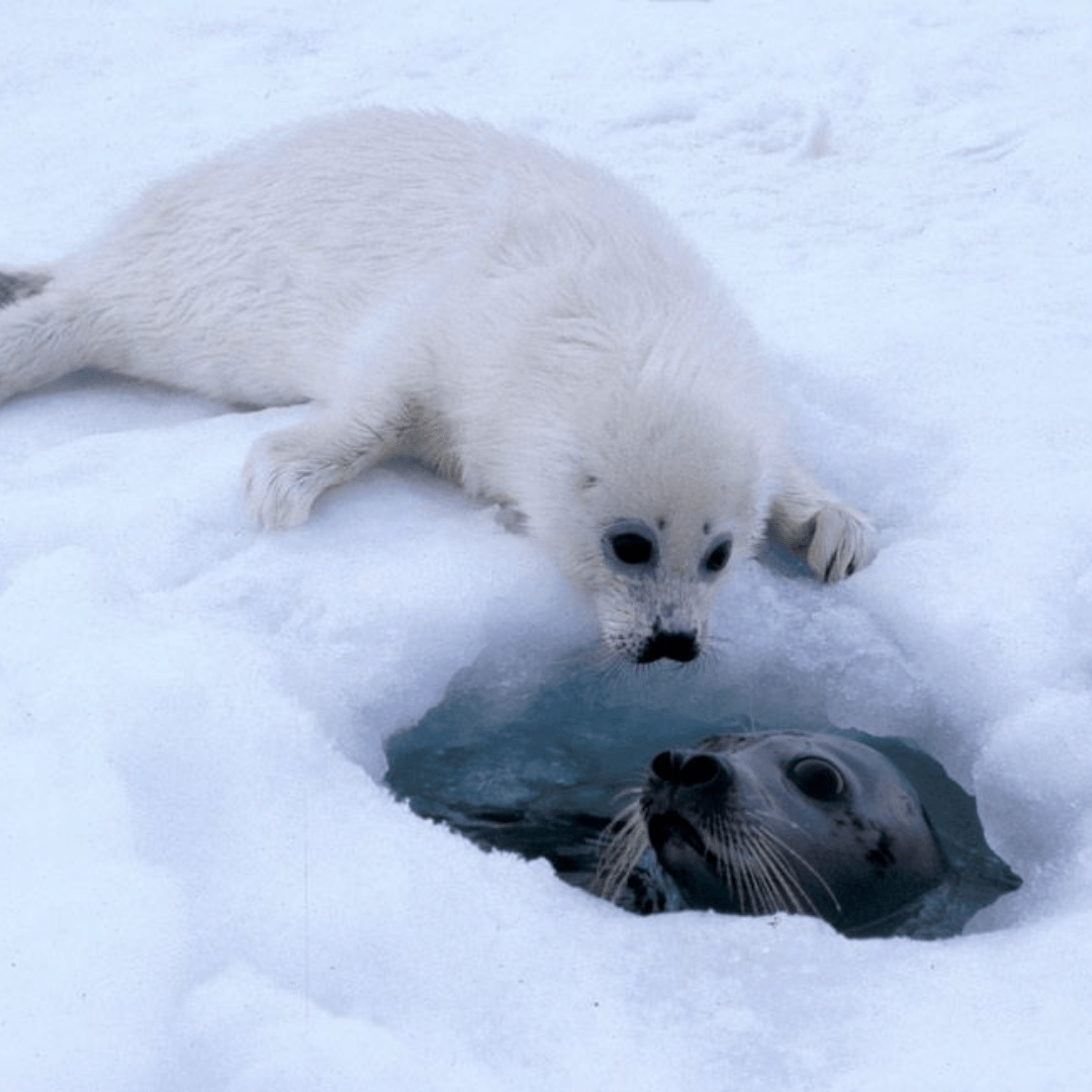 Байкальская Нерпа