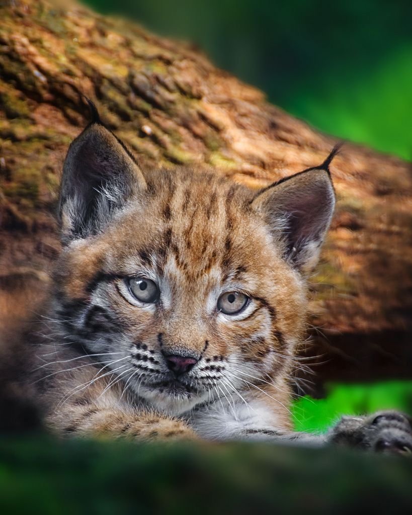 Обыкновенная Рысь