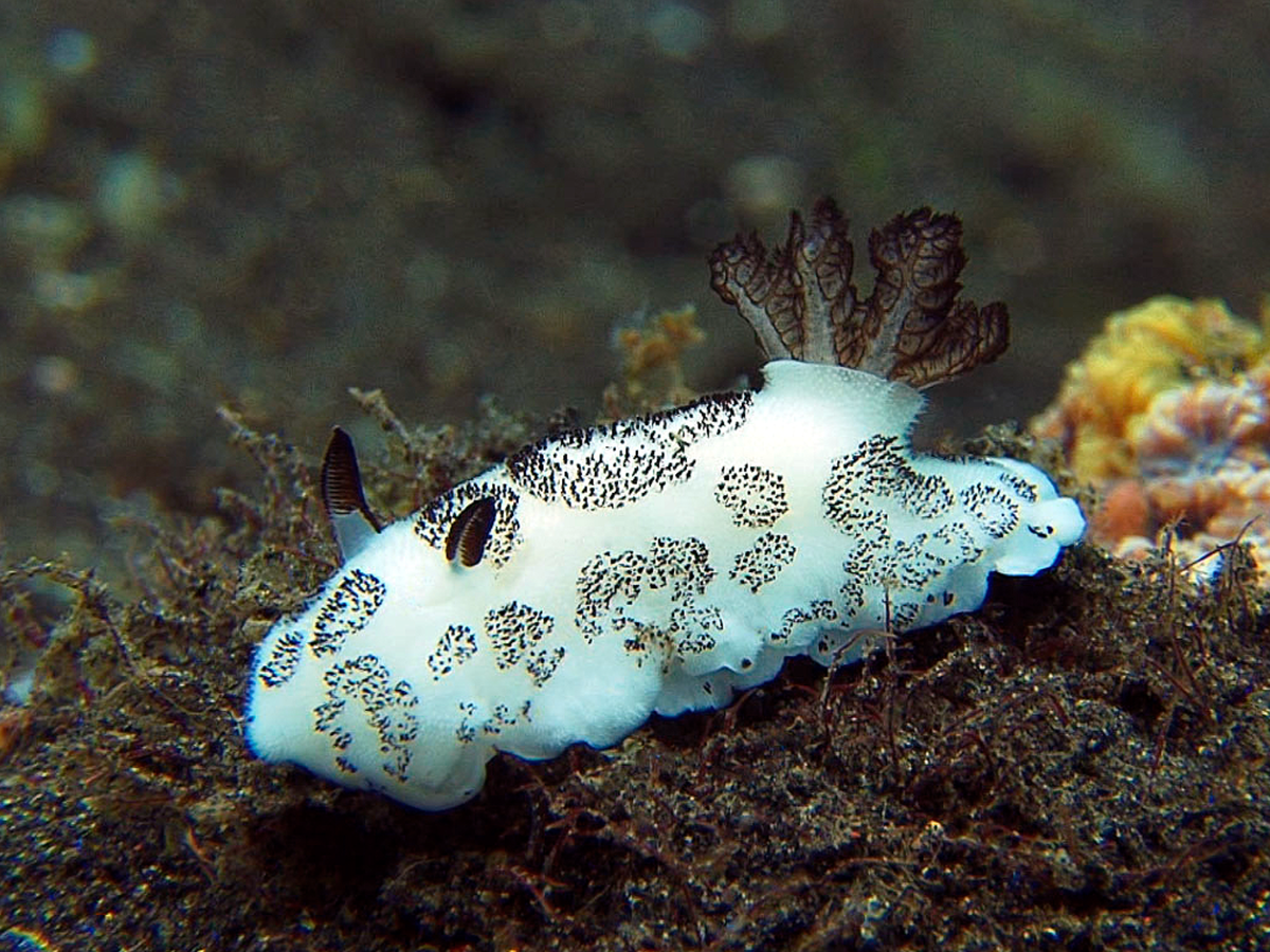 Морской СЛИЗЕНЬ Jorunna Parva