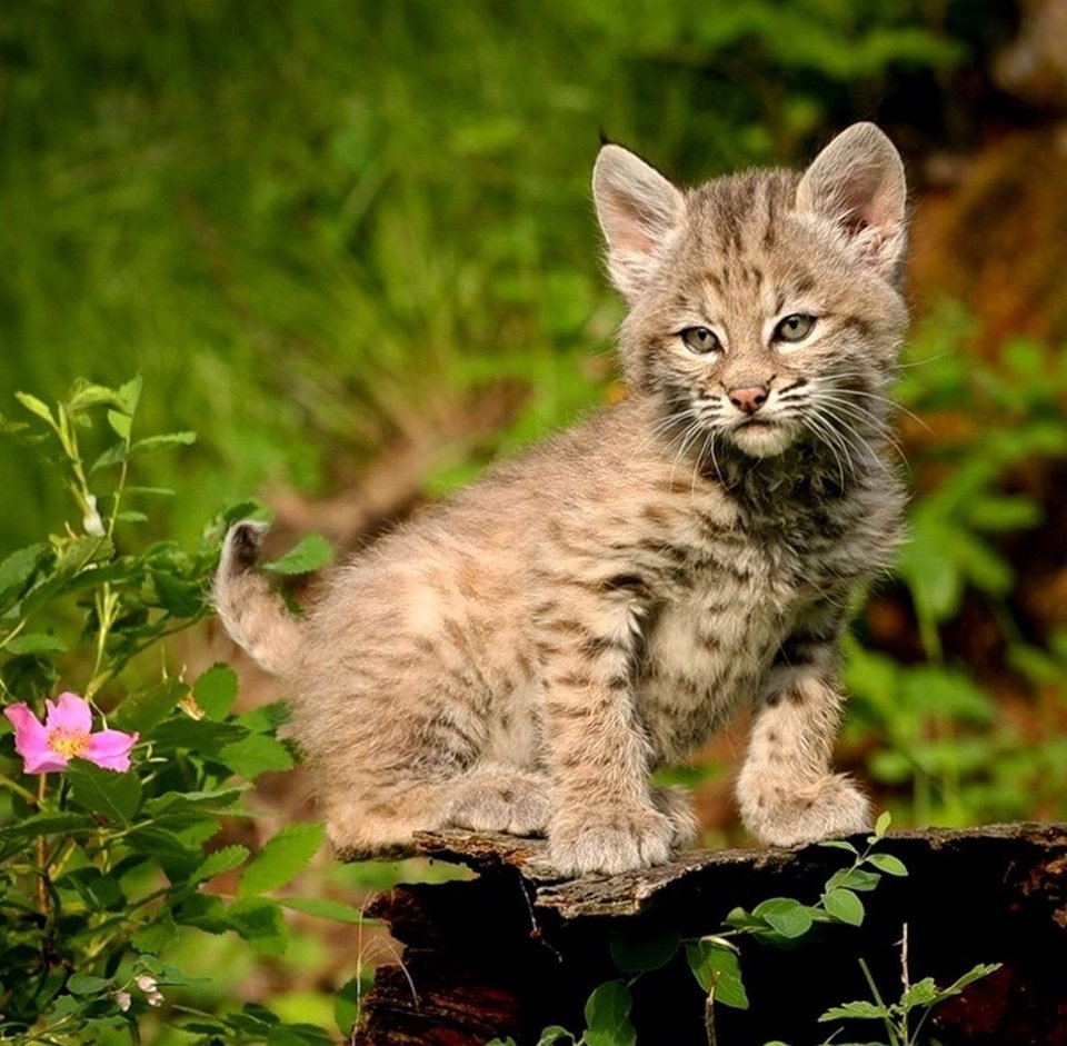 Рысь Детеныши рысята