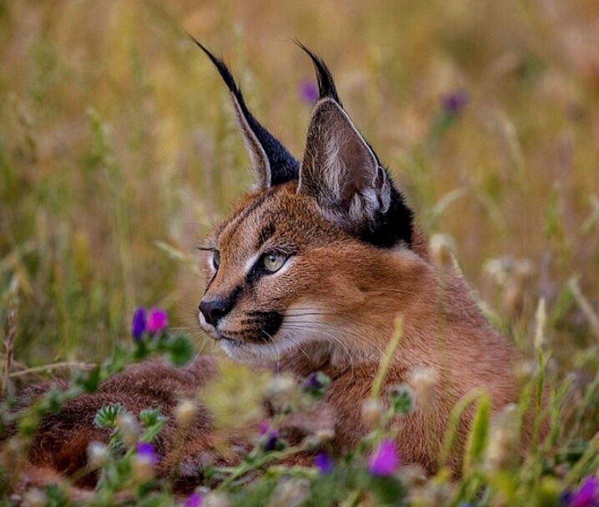 Каракал камышовый