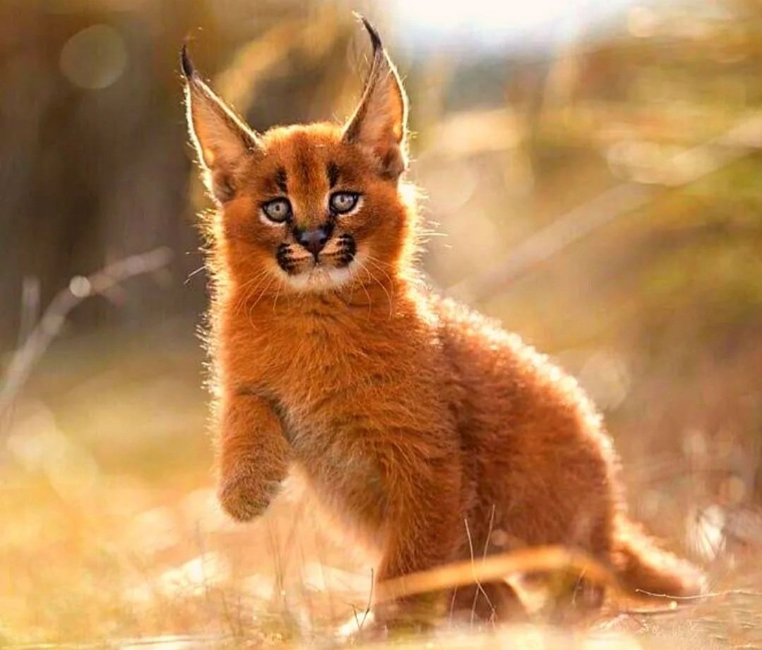 Серый маленький рысенок