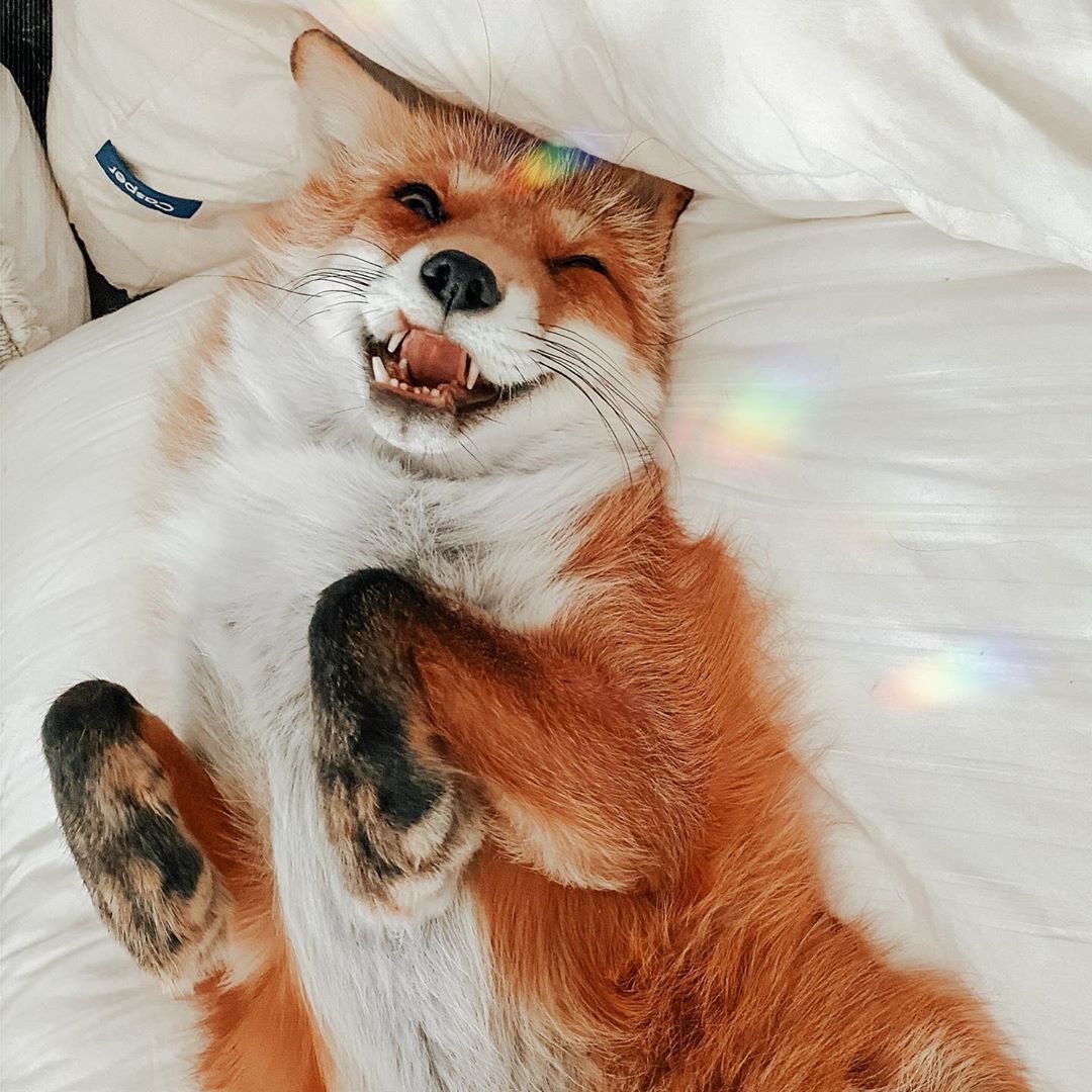 Лисичка Джунипер