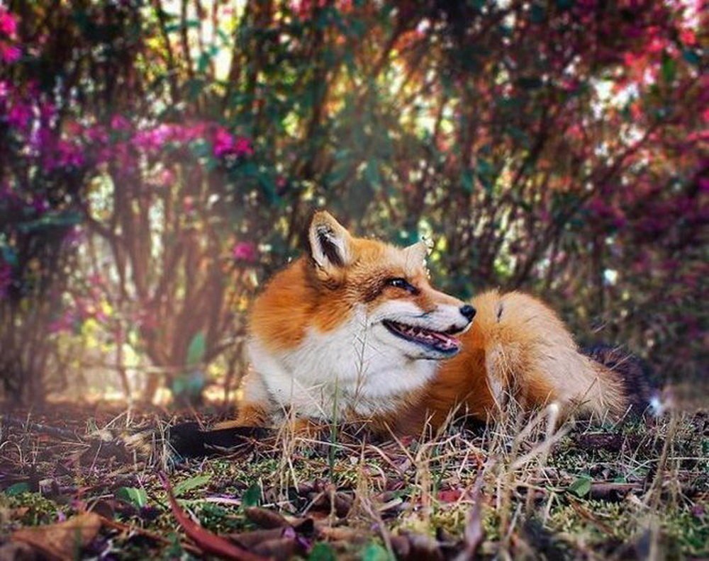 Домашняя лиса Джунипер