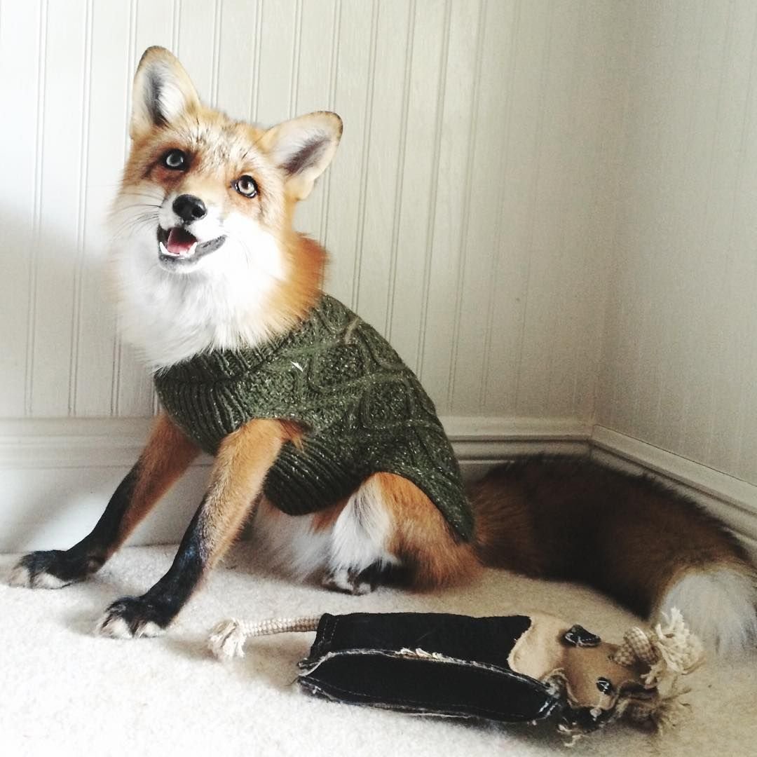 Счастливая лиса Джунипер