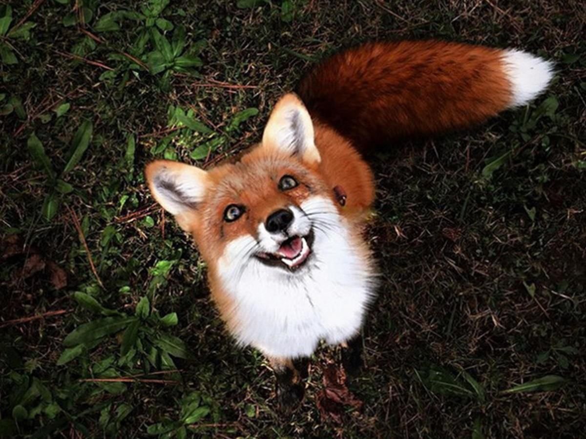 Домашняя лиса Джунипер