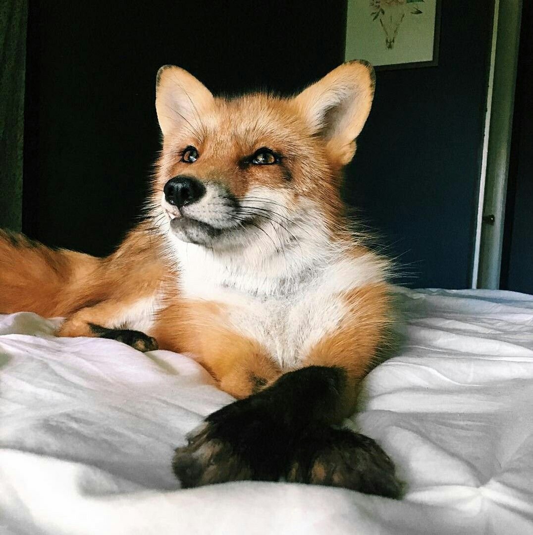 Лисичка Фокс