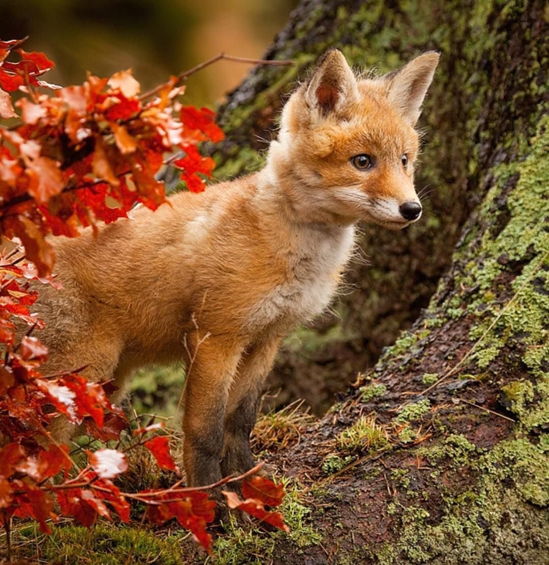 Счастливая лиса Джунипер