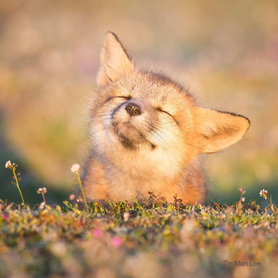 Самые красивые лисы